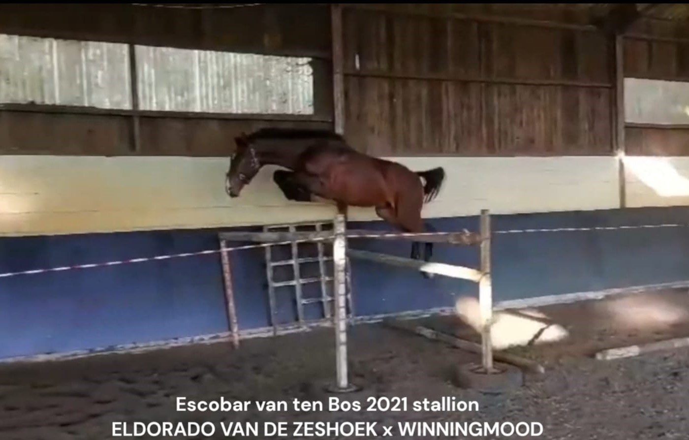 Escobar Van Hof Ten Bos Z — 2