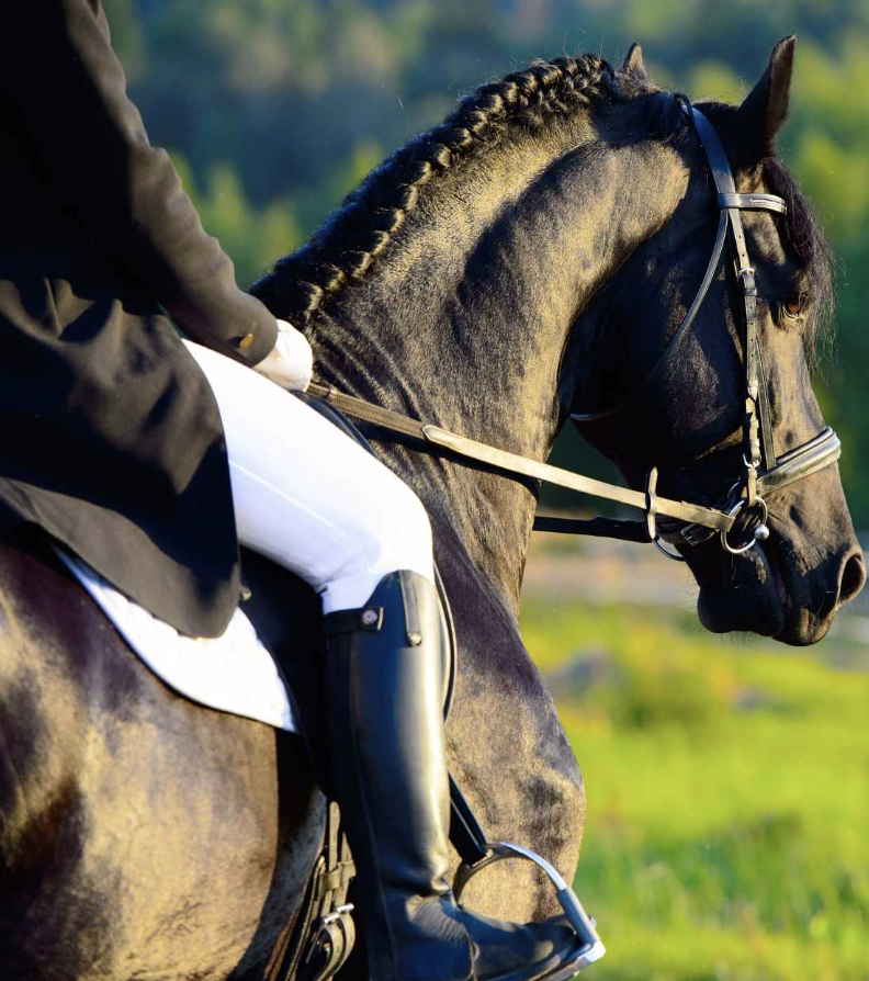 Caballos en desarollo