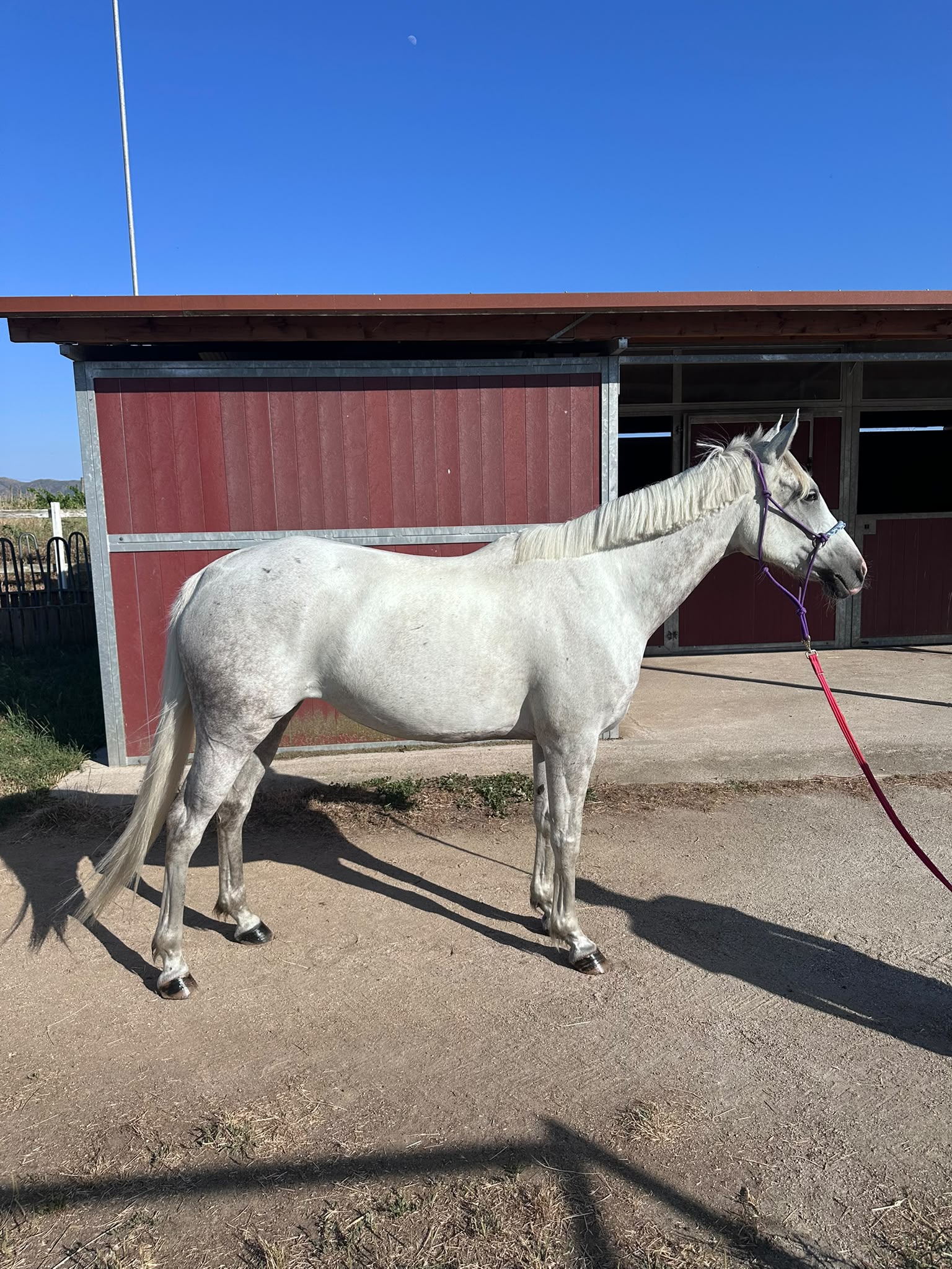 Royal Cost — foto 1