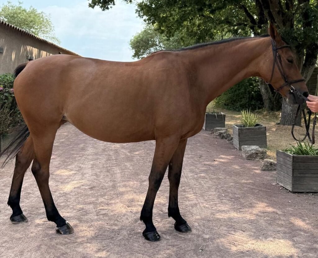 Elstar d’Hitot — 2