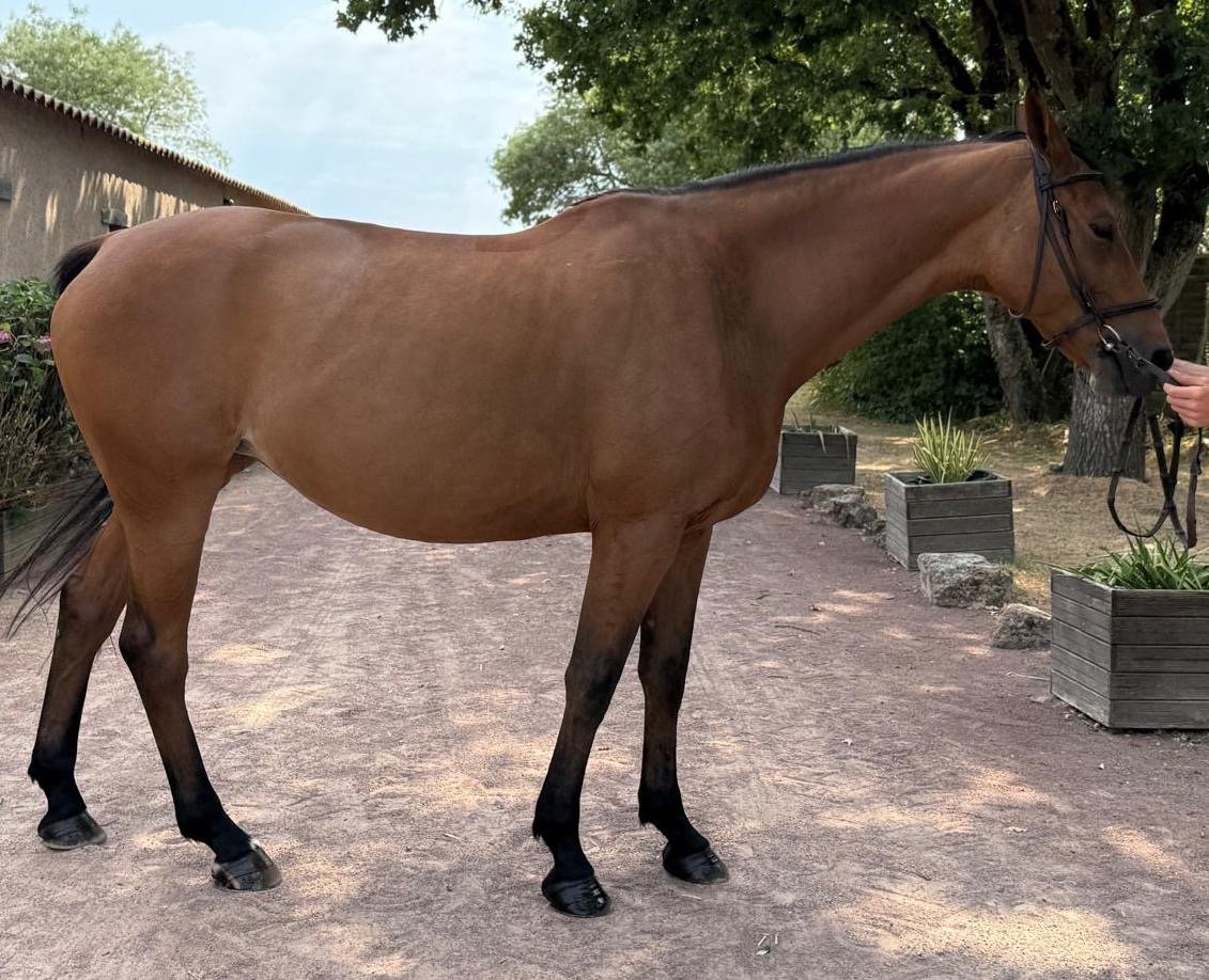 Elstar d’Hitot — foto 2