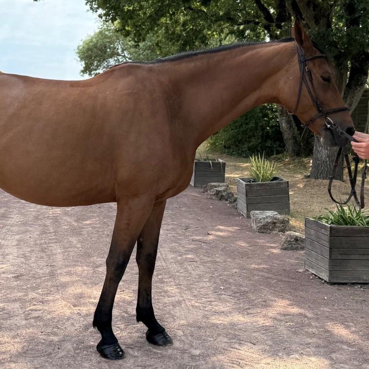 Elstar d’Hitot — foto 1