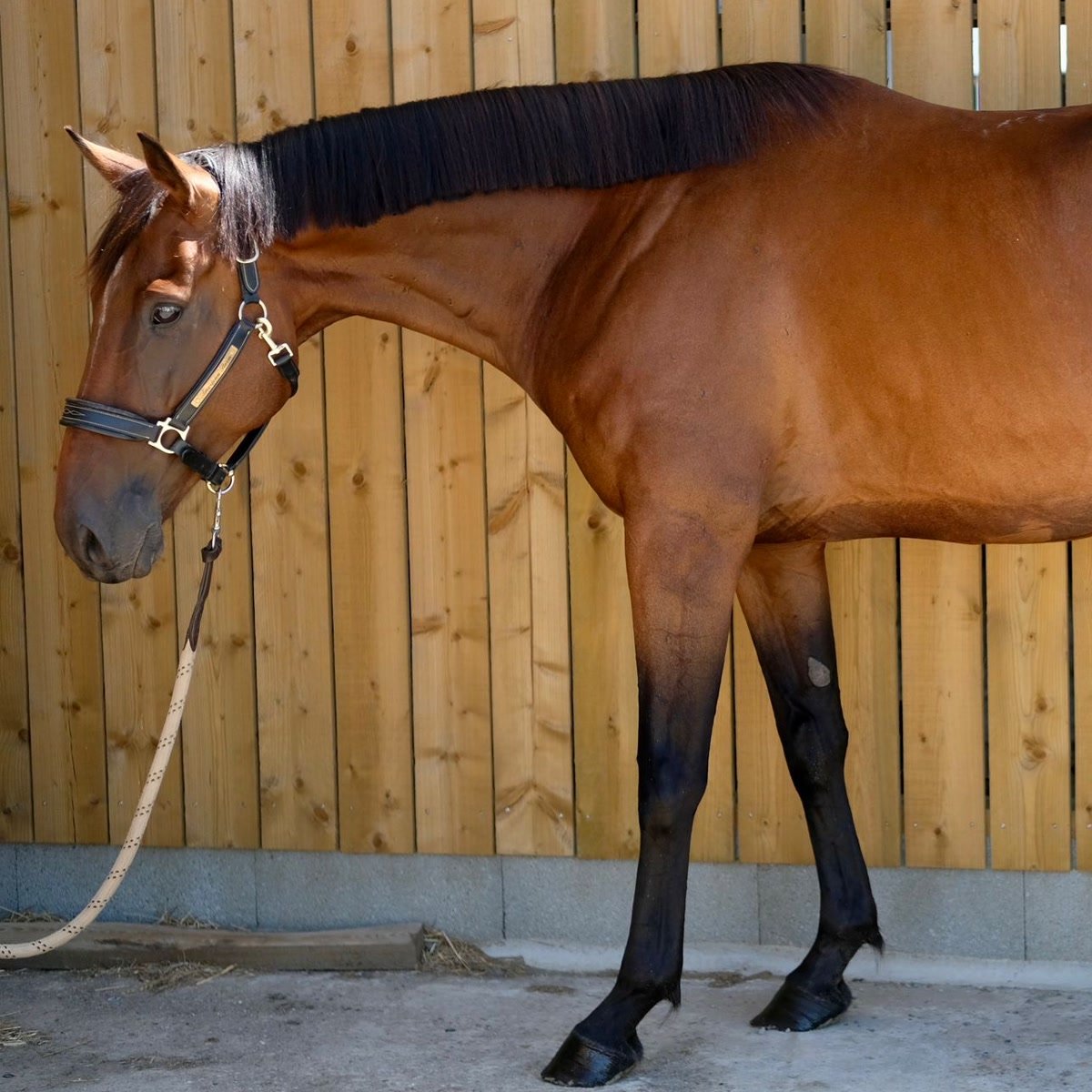 Sir the Star — foto 1