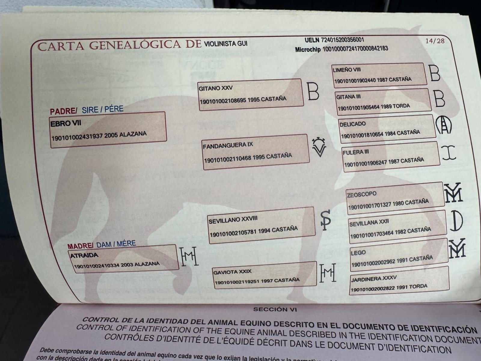 Violinista Gui — foto 4
