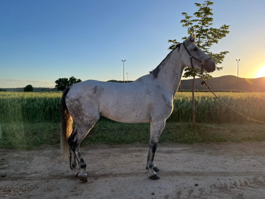 Lagartijo